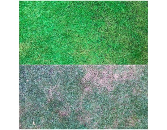 GRASS PAINT