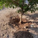 SOIL WATER TRAP SOIL WATER TRAP